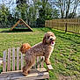 dog, bench, grass, fence, trees, outdoor, sunny, pet, happy, playful, wood, nature, canine, park, summer, animal, tongue, fur, daytime, backyard