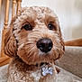 Ralph joined the competition — help win amazing prizes! dog, close_up, curly_fur, brown_fur, pet_collar, dog_tag, indoors, stairs, carpeted_stairs, wooden_railing, animal, cute, face, snout, ears, pet, domestic_animal, fur_texture, portrait, companion