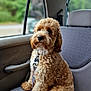 Ralph joined the competition — help win amazing prizes! dog, curly_fur, car_interior, car_seat, pet, window, leash, collar, brown_dog, fluffy, sitting, portrait, domestic_animal, canine, fur_texture, calm, indoor, vehicle, side_window, natural_light