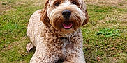 Ralph joined the competition — help win amazing prizes! dog, curly_fur, grass, outdoor, happy, pet, canine, tongue_out, collar, nature, animal, smiling, laying_down, greenery, fur, friendly, closeup, summer, park, sunlight