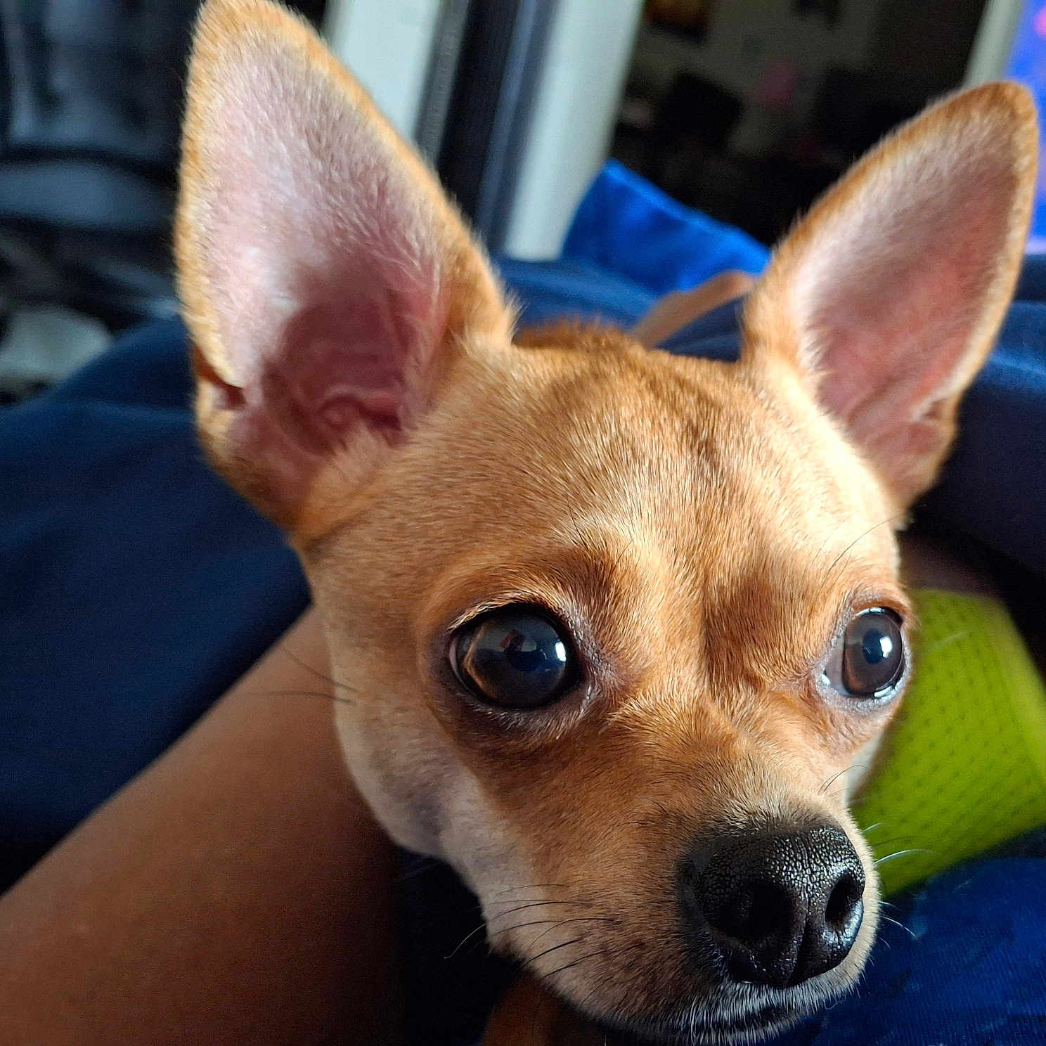 Lady J joined the competition — help win amazing prizes! animal, big_ears, blanket, brown_fur, canine, close_up, companion, cozy, cute, dog, domestic, expressive_eyes, furry, indoor, pet, portrait, resting, small_dog, snuggling, soft_light