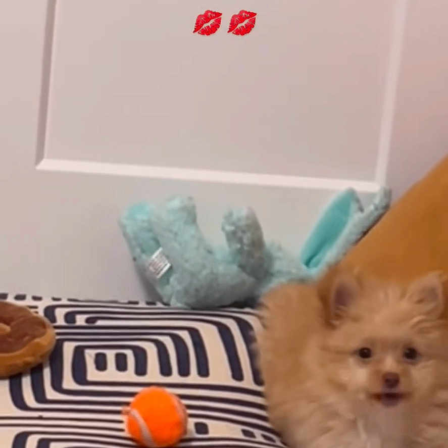 Foxy Precious joined the competition — help win amazing prizes! animal, ball, basketball, basketballball, canine, cat, cushion, dog, face, happy, head, homedecor, indoors, interiordesign, kitten, person, pet, puppy, sport, whiteboard