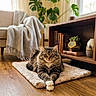 cat, tabby, fluffy, pet, animal, sitting, crossed_paws, portrait, indoor, living_room, cozy, rug, bookshelf, books, houseplant, wooden_floor, furniture, blanket, sunlight, home_decor