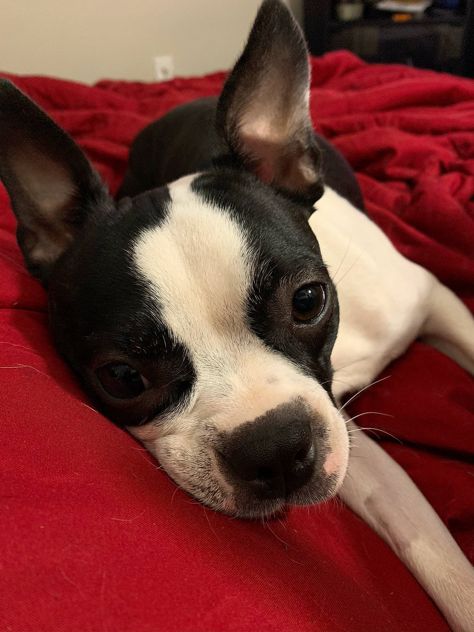 Oreo is registered to the contest to win money with this photo: boston_terrier, canidae, carnivore, companion_dog, dog, dog_breed, ear, head, mammal, non_sporting_group, rare_breed_dog, snout, toy_dog, toy_fox_terrier, vertebrate, whiskers