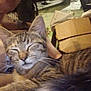Moe Moe is registered to the contest to win money with this photo: cat, tabby_cat, close_up, indoor, pet, feline, sleeping, cozy, blurred, whiskers, fur, person, hand, cardboard_box, background, brown, striped, resting, domestic_animal, companion