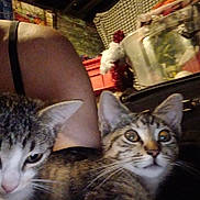 Moe Moe is registered to the contest to win money with this photo: cat, kitten, tabby, indoor, person, arm, clutter, household_items, curious, close_up, pets, feline, whiskers, ears, eyes, fur, resting, domestic, companions, low_light