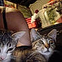 cat, kitten, tabby, indoor, person, arm, clutter, household_items, curious, close_up, pets, feline, whiskers, ears, eyes, fur, resting, domestic, companions, low_light