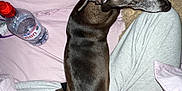 Jeff is registered to the contest to win money with this photo: dog, pet, lap, bed, blanket, water_bottle, pillow, person, clothing, sitting, resting, indoor, cozy, casual, relaxation, black_dog, fur, comfort, home, sleepy