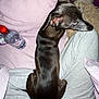 dog, pet, lap, bed, blanket, water_bottle, pillow, person, clothing, sitting, resting, indoor, cozy, casual, relaxation, black_dog, fur, comfort, home, sleepy