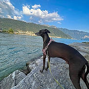 Jeff joined the competition — help win amazing prizes! dog, lake, rock, mountain, sky, cloud, water, outdoor, nature, leash, canine, animal, scenic, blue_sky, landscape, pet, harness, calm, daylight, adventure