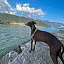 dog, lake, rock, mountain, sky, cloud, water, outdoor, nature, leash, canine, animal, scenic, blue_sky, landscape, pet, harness, calm, daylight, adventure