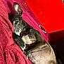 Jeff joined the competition — help win amazing prizes! dog, pet, resting, blanket, red, couch, indoor, relaxed, fur, ear, paw, snuggling, comfort, collar, side_view, closeup, sleepy, animal, domestic, house