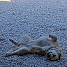 Astra a rejoint le concours — aidez-le/la à gagner de superbes lots ! dog, lying_down, gravel, outdoor, sunlight, stone_wall, relaxed, pet, animal, white_dog, nature, grass, fence, daytime, canine, resting, playful, sunny, backyard, happy
