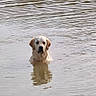 Astra a rejoint le concours — aidez-le/la à gagner de superbes lots ! dog, golden_retriever, water, lake, ripples, animal, pet, outdoor, nature, calm, reflection, mammal, canine, swimming, standing, looking, water_surface, summer, daylight, peaceful