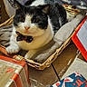 Mimi participe au concours pour gagner de l'argent avec cette photo : cat, black_and_white_cat, pet, animal, wicker_basket, blanket, bow_tie, christmas, holiday, wrapped_gifts, present, tinsel, christmas_tree, indoor, home, floor, portrait, sitting, feline, festive