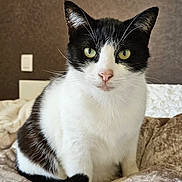 Mimi a rejoint le concours — aidez-le/la à gagner de superbes lots ! cat, tuxedo_cat, black_and_white, feline, pet, animal, portrait, sitting, bed, blanket, bedroom, indoor, whiskers, ears, eyes, pink_nose, fur, cute, front_facing, home_decor