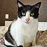 cat, tuxedo_cat, black_and_white, feline, pet, animal, portrait, sitting, bed, blanket, bedroom, indoor, whiskers, ears, eyes, pink_nose, fur, cute, front_facing, home_decor