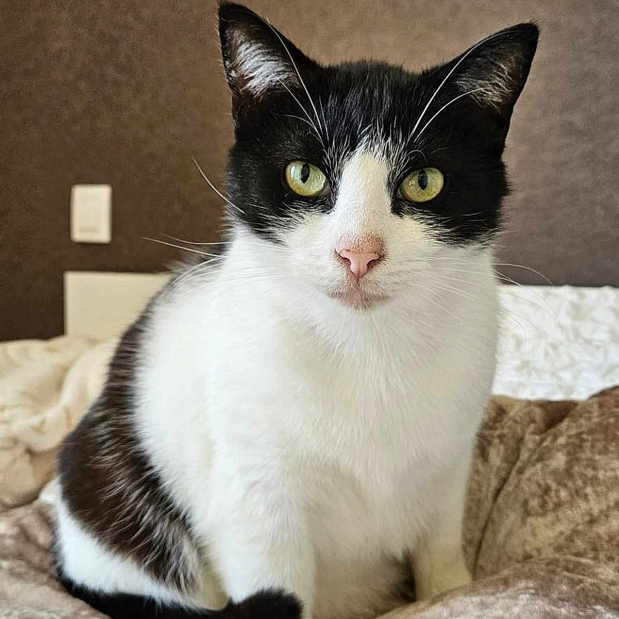 Mimi a rejoint le concours — aidez-le/la à gagner de superbes lots ! cat, tuxedo_cat, black_and_white, feline, pet, animal, portrait, sitting, bed, blanket, bedroom, indoor, whiskers, ears, eyes, pink_nose, fur, cute, front_facing, home_decor