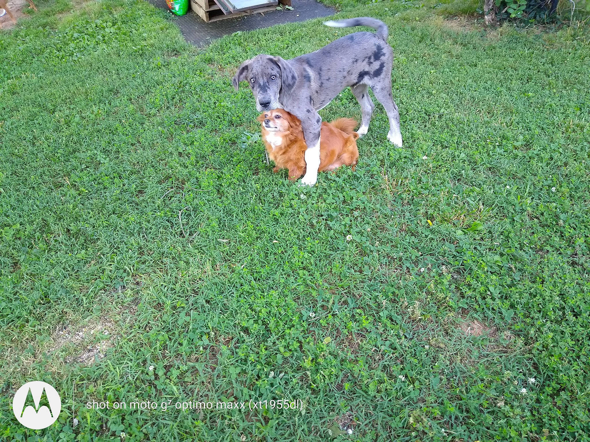 Bo Bo is registered to the contest to win money with this photo: canidae, carnivore, dog, dog_breed, grass, mammal, sporting_group, vertebrate