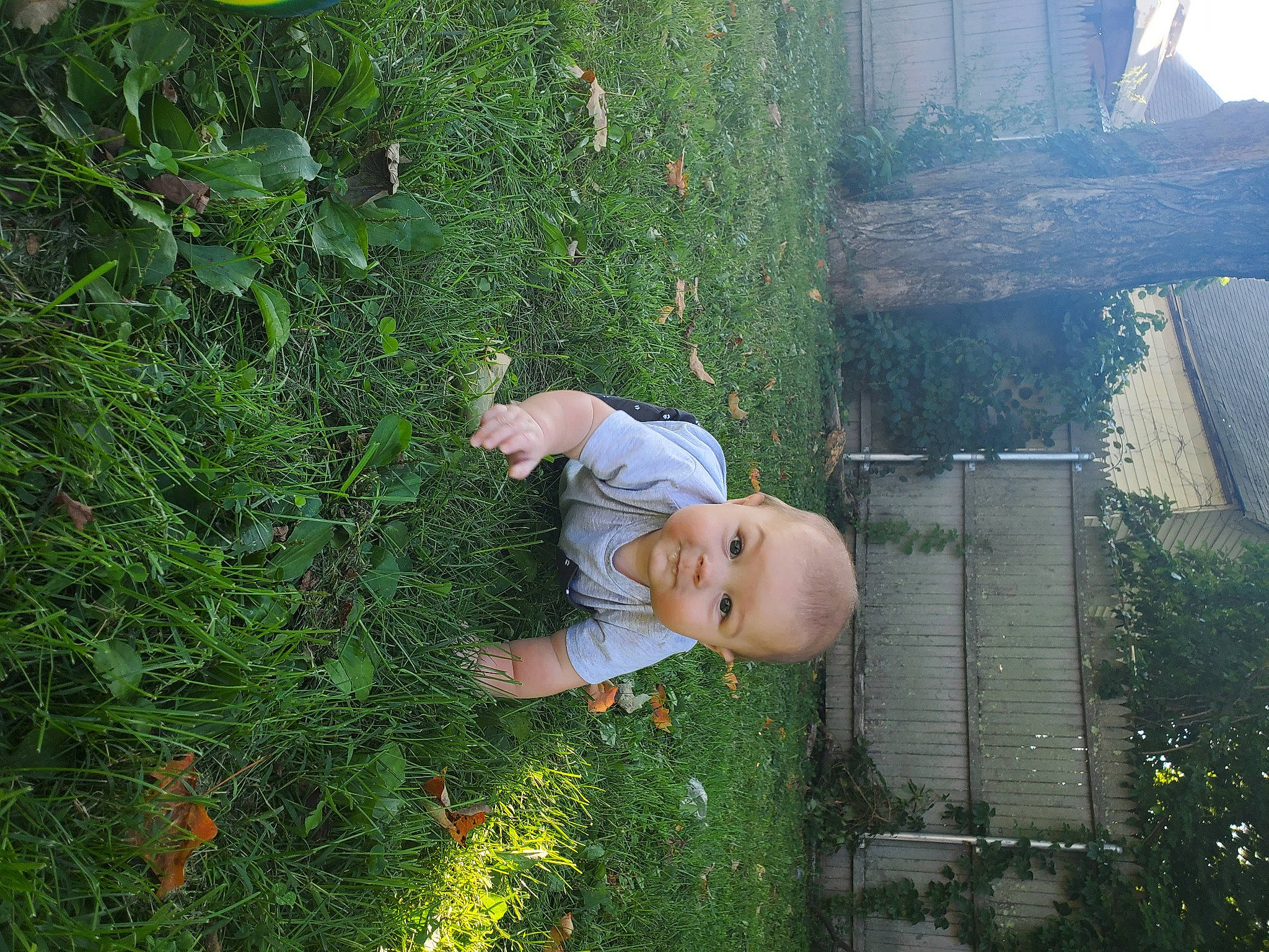 Nolan joined the competition — help win amazing prizes! biome, botany, flower, flowering_plant, garden, grass, grass_family, groundcover, happy, human_body, landscape, lawn, leaf, leisure, people_in_nature, person, plant, shrub, toddler, tree