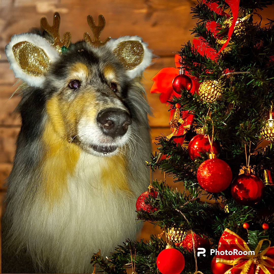 Millie joined the competition — help win amazing prizes! art, carnivore, christmas, christmas_decoration, christmas_ornament, christmas_tree, companion_dog, dog, dog_breed, event, evergreen, fawn, fur, holiday, holiday_ornament, ornament, plant, snout, tree, whiskers