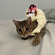 Benji is registered to the contest to win money with this photo: abyssinian, animal, bed, blanket, cap, cat, clothing, couch, cushion, furniture, hardwood, hat, homedecor, hoodie, kitten, knitwear, manx, pet, sweater, sweatshirt