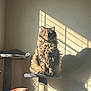 cat, fluffy, cat_tree, sunlight, shadow, wall, indoor, pet, feline, animal, window_light, portrait, sitting, domestic_cat, furry, striped, relaxed, cozy, home, furniture