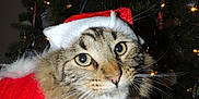 Monte joined the competition — help win amazing prizes! cat, tabby, christmas_tree, holiday, festive, santa_hat, santa_outfit, pet, animal, whiskers, feline, decorations, lights, indoor, cute, holiday_season, celebration, christmas, fur, costume
