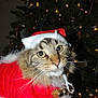 cat, tabby, christmas_tree, holiday, festive, santa_hat, santa_outfit, pet, animal, whiskers, feline, decorations, lights, indoor, cute, holiday_season, celebration, christmas, fur, costume