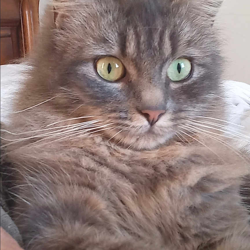 Poypoyo participe au concours pour gagner de l'argent avec cette photo : animal, bed, cat, close_up, cute, domestic_cat, feline, fluffy, fur, gray_cat, green_eye, heterochromia, indoor, mammal, pet, portrait, relaxed, whiskers, wooden_bedpost, yellow_eye