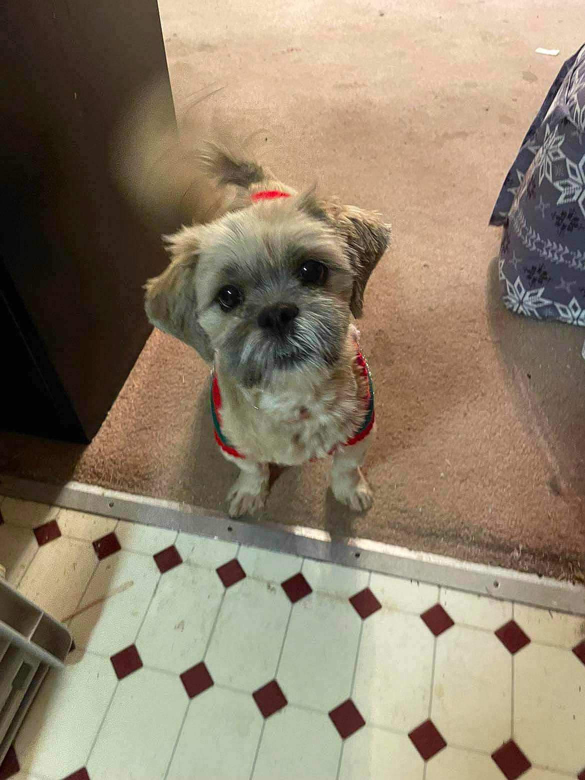 Rosie joined the competition — help win amazing prizes! canidae, carnivore, companion_dog, dog, dog_breed, dog_supply, fawn, flooring, metal, non_sporting_group, pattern, pet_supply, photography, small_terrier, snout, sporting_group, terrier, toy_dog, working_animal