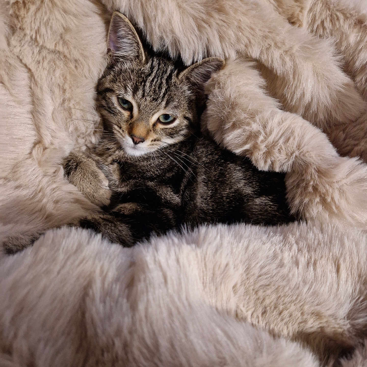 Maneskine a rejoint le concours — aidez-le/la à gagner de superbes lots ! abyssinian, animal, blanket, cat, clothing, couch, fur, furniture, kitten, manx, pet, siamese