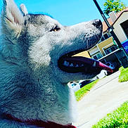 Aiqo joined the competition — help win amazing prizes! dog, husky, side_profile, tongue_out, outdoor, sunny, blue_sky, grass, residential_area, pet, canine, happy, daylight, fur, closeup, animal, collar, nature, walking_path, house