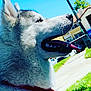 dog, husky, side_profile, tongue_out, outdoor, sunny, blue_sky, grass, residential_area, pet, canine, happy, daylight, fur, closeup, animal, collar, nature, walking_path, house