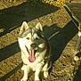 Aiqo joined the competition — help win amazing prizes! dog, husky, animal, pet, tongue_out, sitting, sunlight, shadow, outdoor, happy, fur, muzzle, ears, chain, ground, nature, daylight, playful, expression, canine