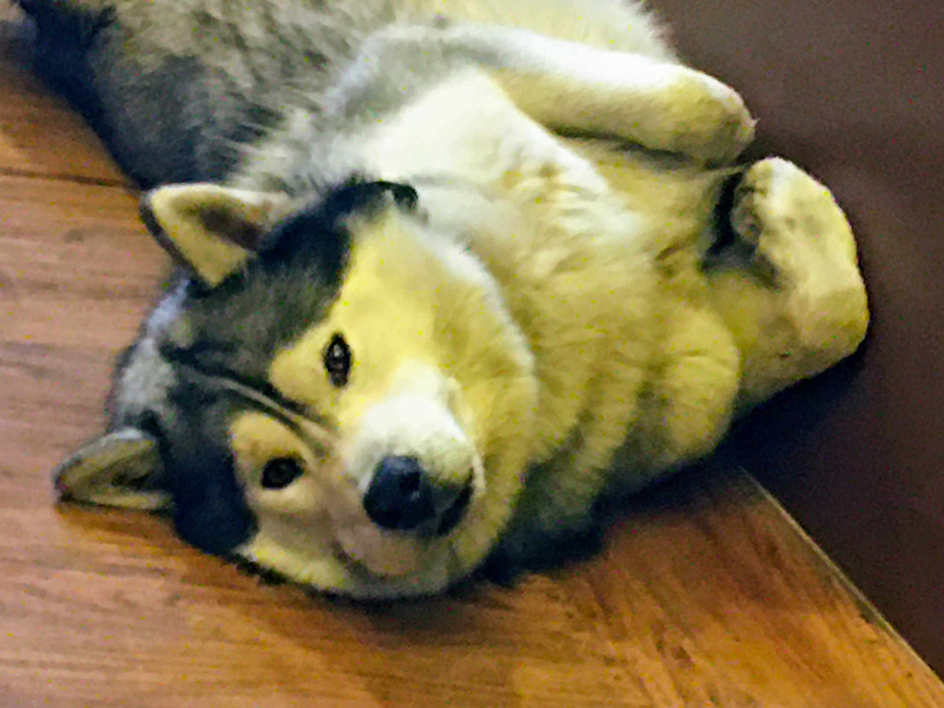 Aiqo is registered to the contest to win money with this photo: dog, husky, pet, lying_down, floor, wood_floor, fur, ears, paws, relaxed, indoors, canine, animal, mammal, cute, companion, laying, resting, head, face