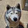 dog, husky, pet, animal, indoor, kitchen, tile_floor, rug, sitting, fur, canine, companion, cute, domestic, closeup, portrait, calm, medium_fur, ears, nose