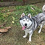 Aiqo is registered to the contest to win money with this photo: dog, siberian_husky, tongue_out, outdoor, grass, yard, wood, sticks, fence, pet, animal, happy, playful, canine, fur, tail, nature, summer, daylight, domestic