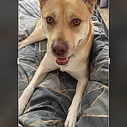 Hunee is registered to the contest to win money with this photo: dog, pet, smiling, ears, blanket, indoor, bed, fur, canine, animal, cute, friendly, portrait, relaxed, looking_at_camera, happy, domestic_animal, light_brown, white_paws, home