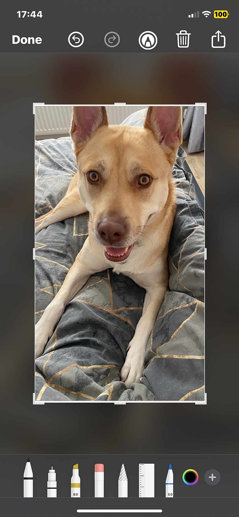 Hunee is registered to the contest to win money with this photo: dog, pet, smiling, ears, blanket, indoor, bed, fur, canine, animal, cute, friendly, portrait, relaxed, looking_at_camera, happy, domestic_animal, light_brown, white_paws, home