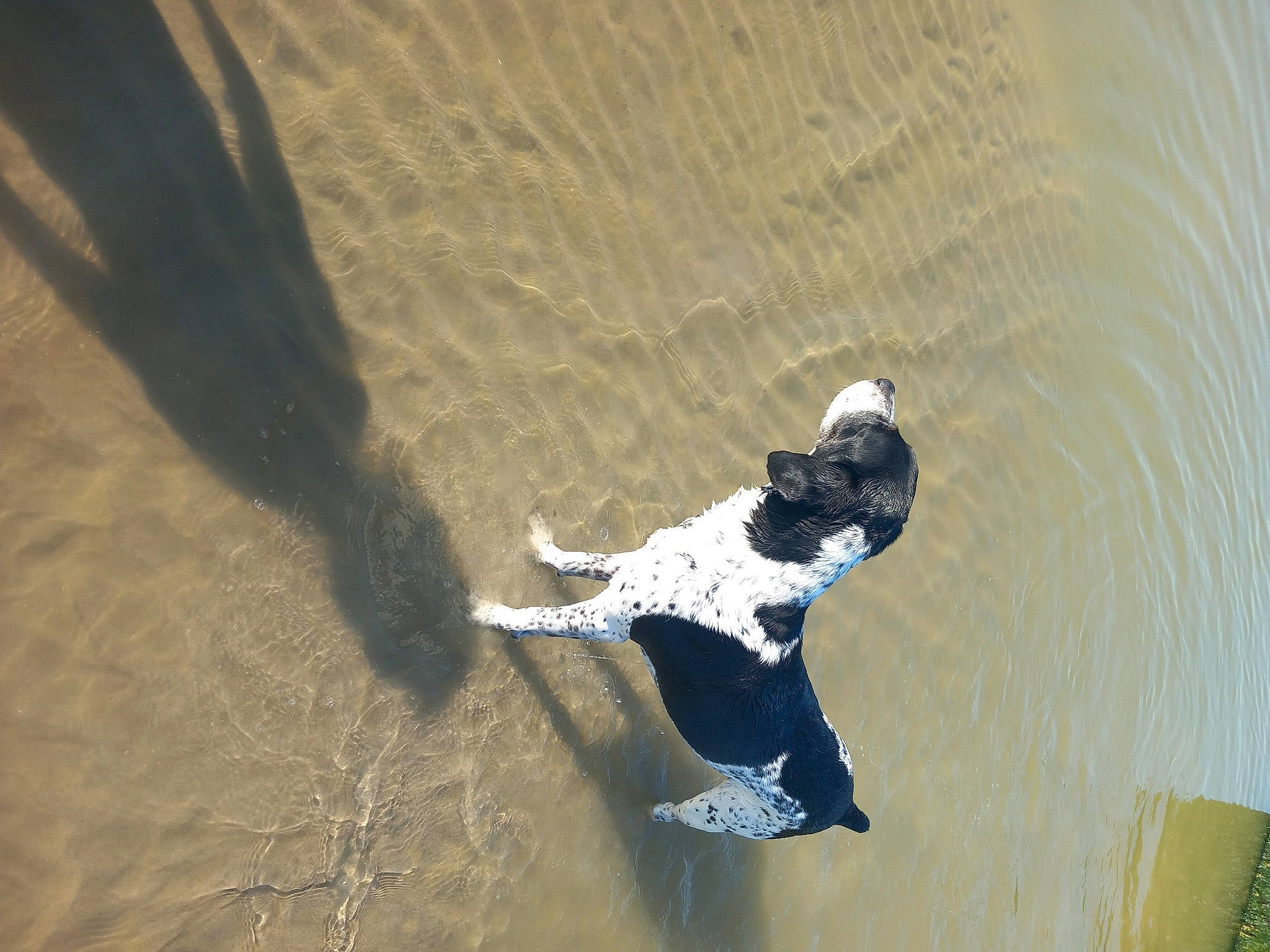 Hugo participe au concours pour gagner de l'argent avec cette photo : beak, dog, dog_breed, fun, lake, landscape, reflection, sand, seabird, shadow, sporting_group, tail, water, wind_wave, wing, wood
