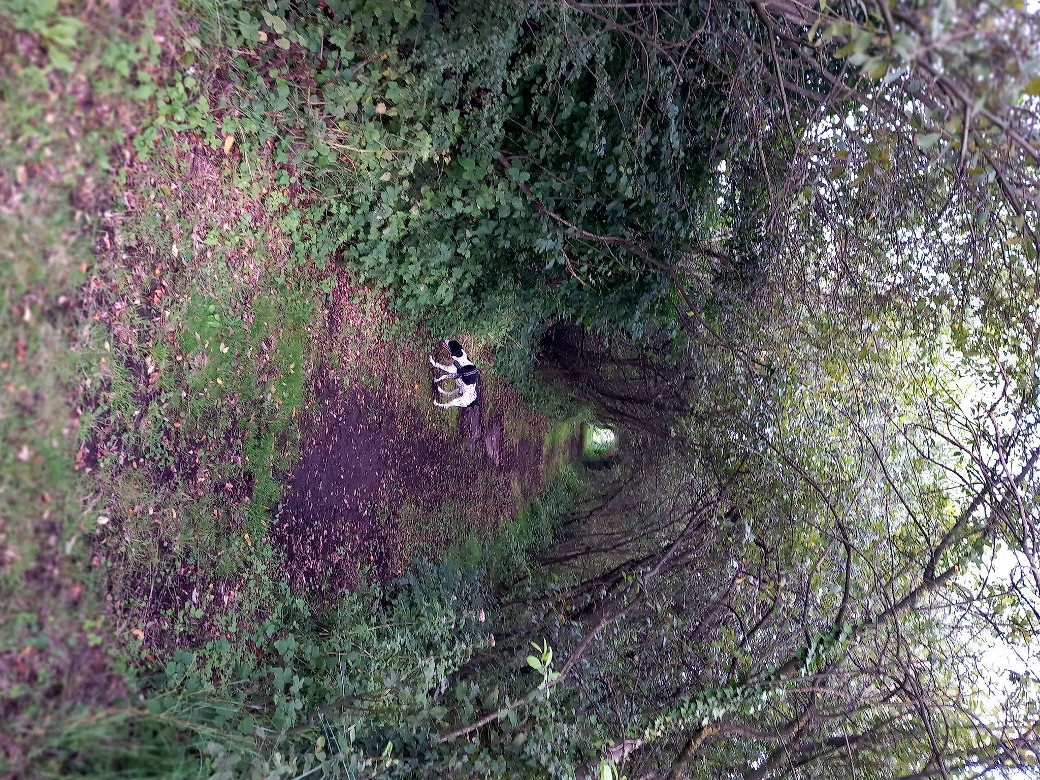 Hugo participe au concours pour gagner de l'argent avec cette photo : fawn, forest, grass, groundcover, jungle, landscape, natural_landscape, plant, shrub, soil, subshrub, tail, temperate_broadleaf_and_mixed_forest, terrestrial_animal, terrestrial_plant, tree, trunk, twig, wood, woodland