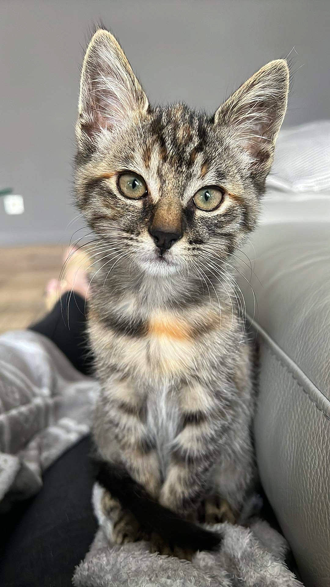 Guapa participe au concours pour gagner de l'argent avec cette photo : carnivore, cat, claw, domestic_short_haired_cat, felidae, fur, grass, paw, small_to_medium_sized_cats, snout, tail, terrestrial_animal, whiskers, wildlife