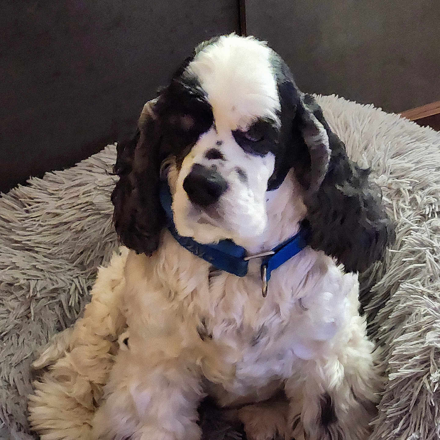 Chloé a rejoint le concours — aidez-le/la à gagner de superbes lots ! accessories, animal, canine, chair, cockerspaniel, collar, couch, cushion, dog, furniture, homedecor, hound, papillon, pet, pointer, poodle, puppy, saintbernard, terrier, whitedog