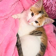 Davina is registered to the contest to win money with this photo: cat, kitten, calico, pink_blanket, pink_cushion, fluffy, cute, pet, animal, feline, resting, cozy, soft_texture, indoor, young_cat, curious, fur, whiskers, relaxed, small