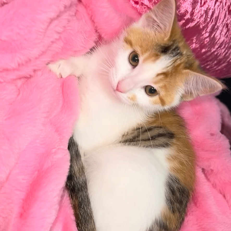 Davina is registered to the contest to win money with this photo: cat, kitten, calico, pink_blanket, pink_cushion, fluffy, cute, pet, animal, feline, resting, cozy, soft_texture, indoor, young_cat, curious, fur, whiskers, relaxed, small