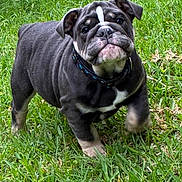 Rocky joined the competition — help win amazing prizes! dog, bulldog, puppy, canine, pet, animal, wrinkles, black_and_white, standing, grass, outdoor, garden, collar, harness, shorthaired, stocky, portrait, closeup, facial_expression, lawn