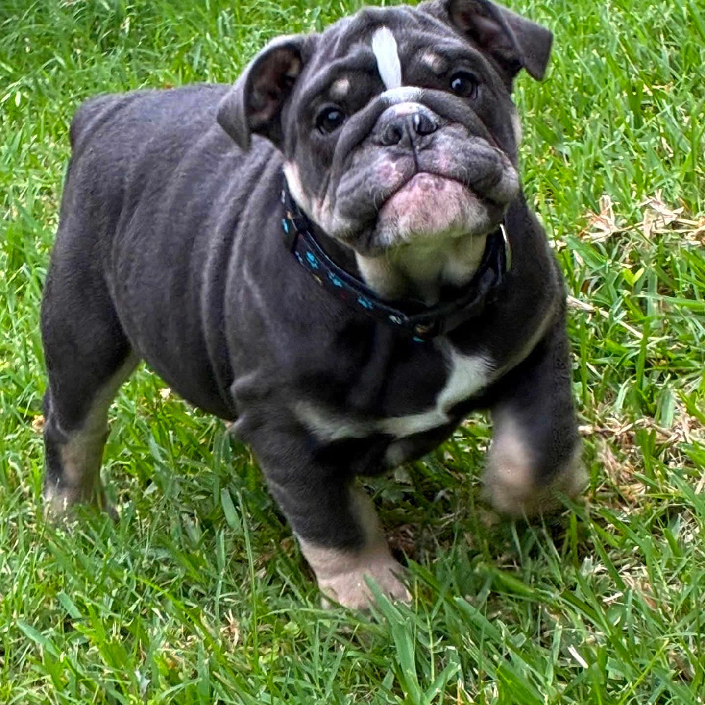Rocky joined the competition — help win amazing prizes! dog, bulldog, puppy, canine, pet, animal, wrinkles, black_and_white, standing, grass, outdoor, garden, collar, harness, shorthaired, stocky, portrait, closeup, facial_expression, lawn