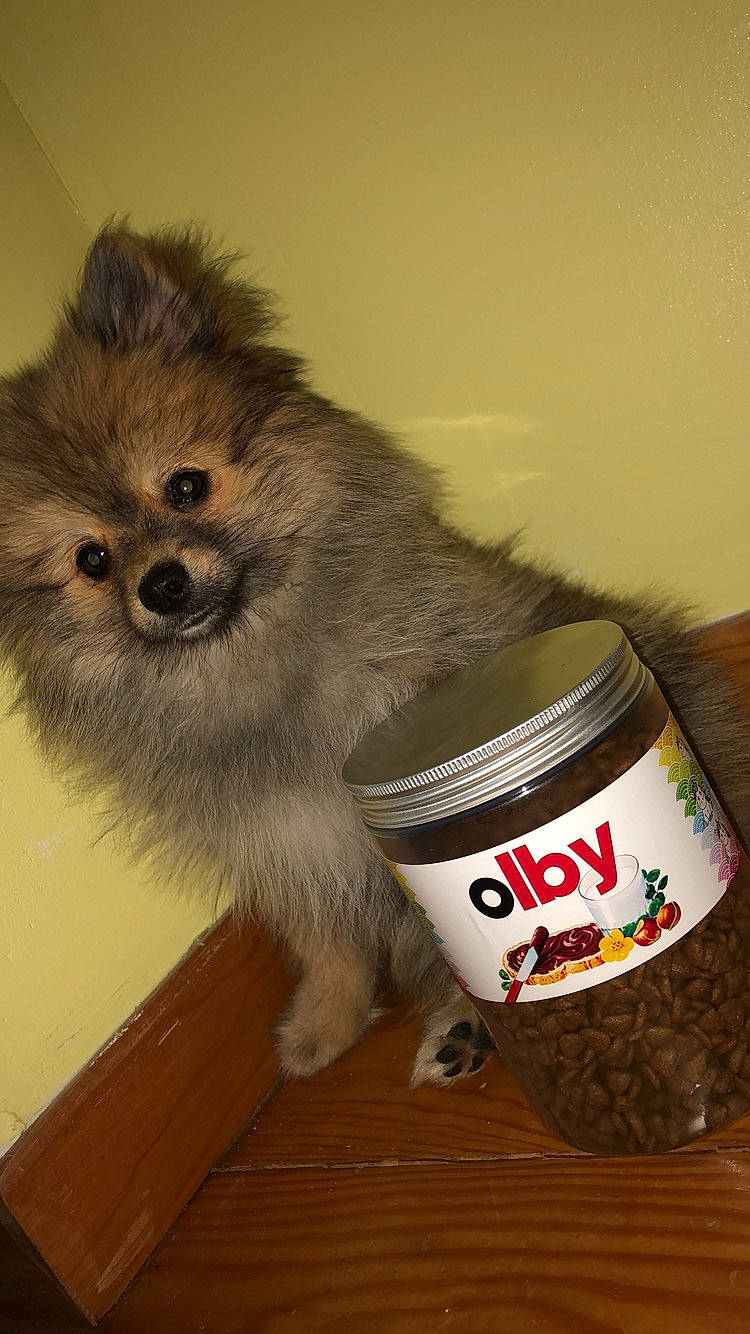 Olby a rejoint le concours — aidez-le/la à gagner de superbes lots ! canidae, carnivore, companion_dog, dog, dog_breed, dog_clothes, dog_supply, german_spitz, german_spitz_klein, mammal, non_sporting_group, pomeranian, puppy, spitz, toy_dog, volpino_italiano