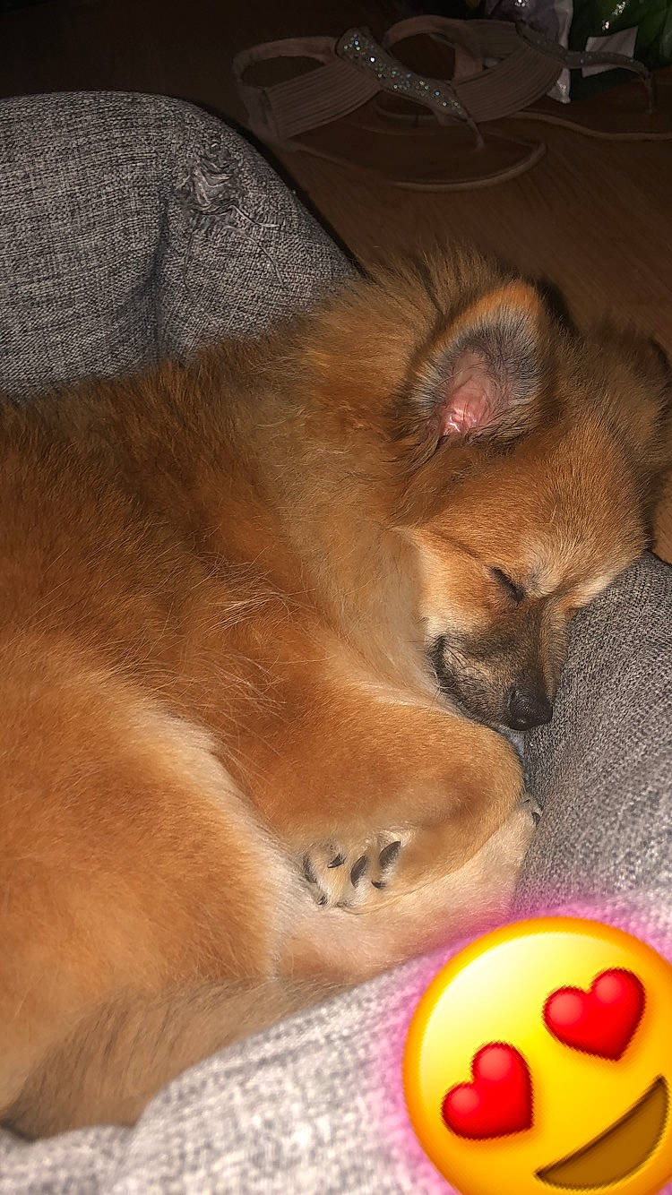 Olby a rejoint le concours — aidez-le/la à gagner de superbes lots ! canidae, carnivore, dog, dog_breed, ear, fawn, mammal, pomeranian, snout